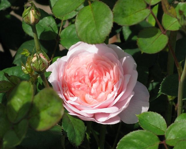  photo QueenofSwedenatfiloliIMG_0971_zpsb903ec78.jpg